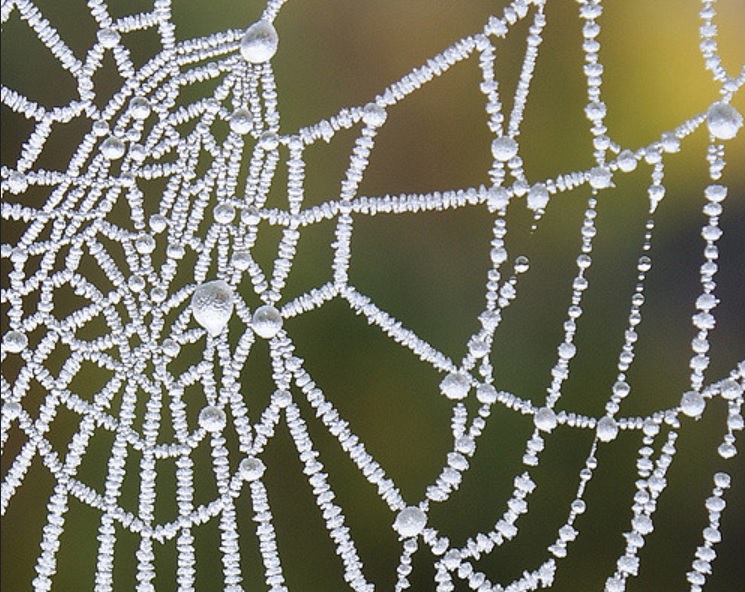 Icy spiderweb