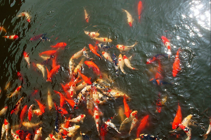 Fish in Jiangsu