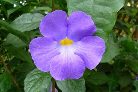 Purple flower