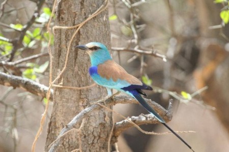 Abyssinian Roller Bird