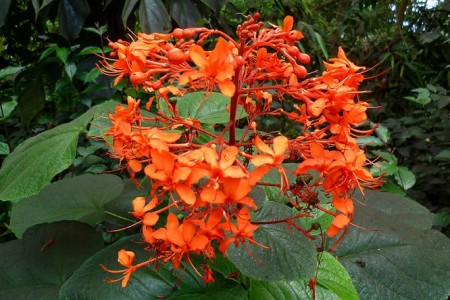 Orange Flower