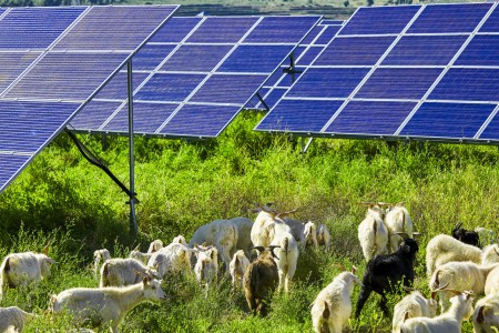 Solar Panels with sheep grazing