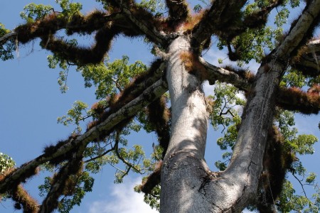 A tree in Guatemala, courtesy "RS" on Flickr