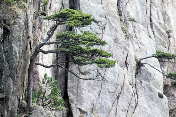 Mountain tree in China