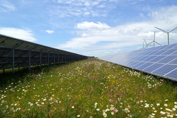 Flowers grow between solar panels