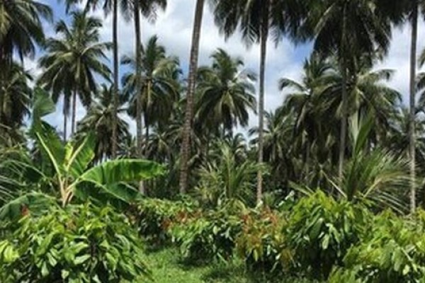 Growing food in the forest for financeable flourishing