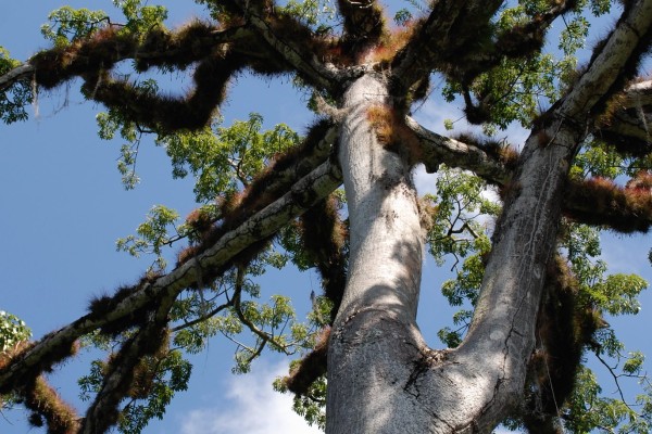 A tree in Guatemala, courtesy "RS" on Flickr